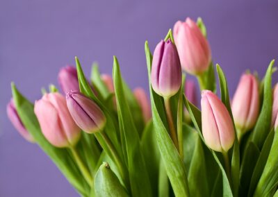 tulips-320151_1920